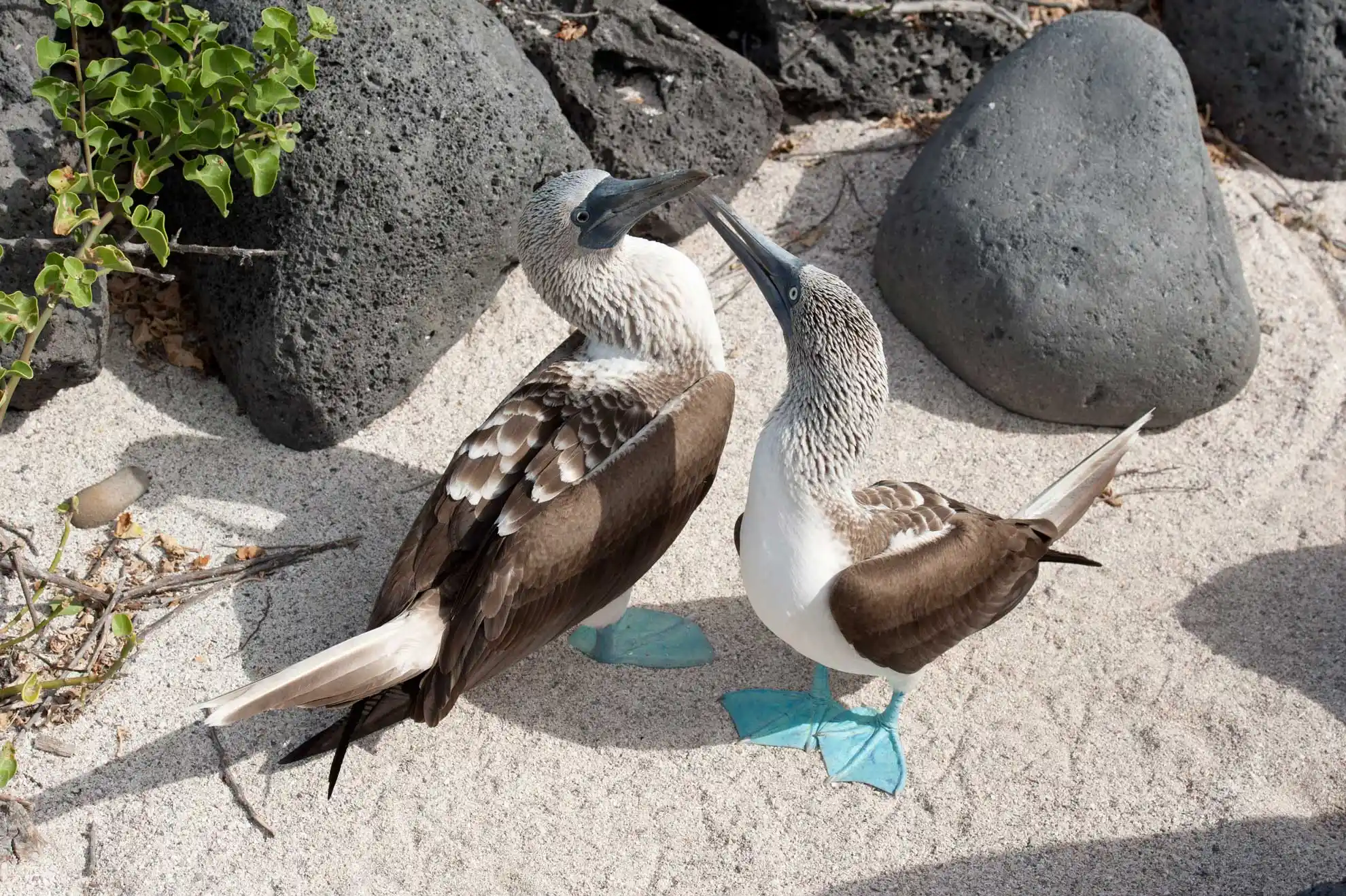 Blaufusstoelpel – Galápagos Archipel