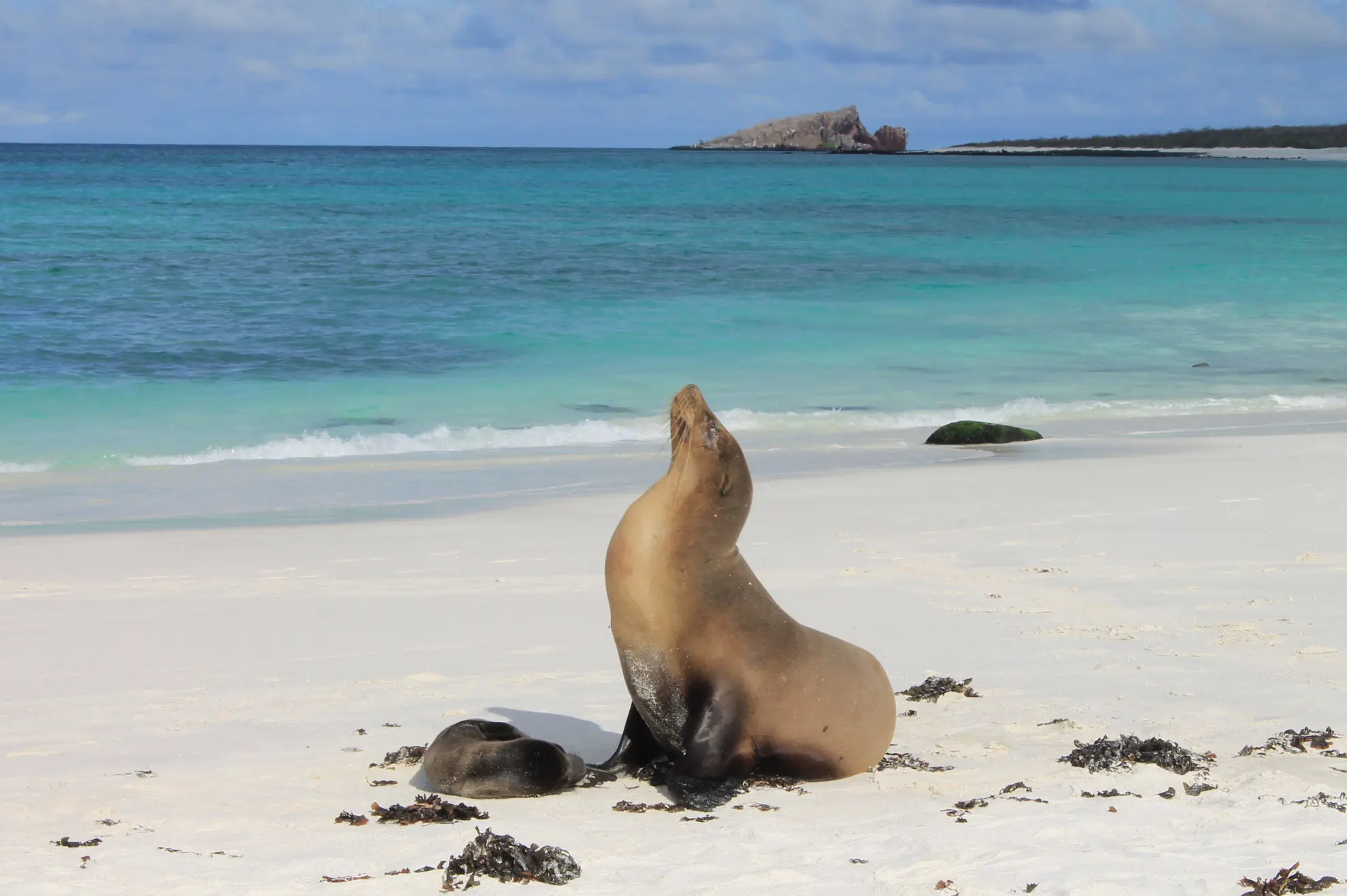 Española Insel – Galápagos Archipel