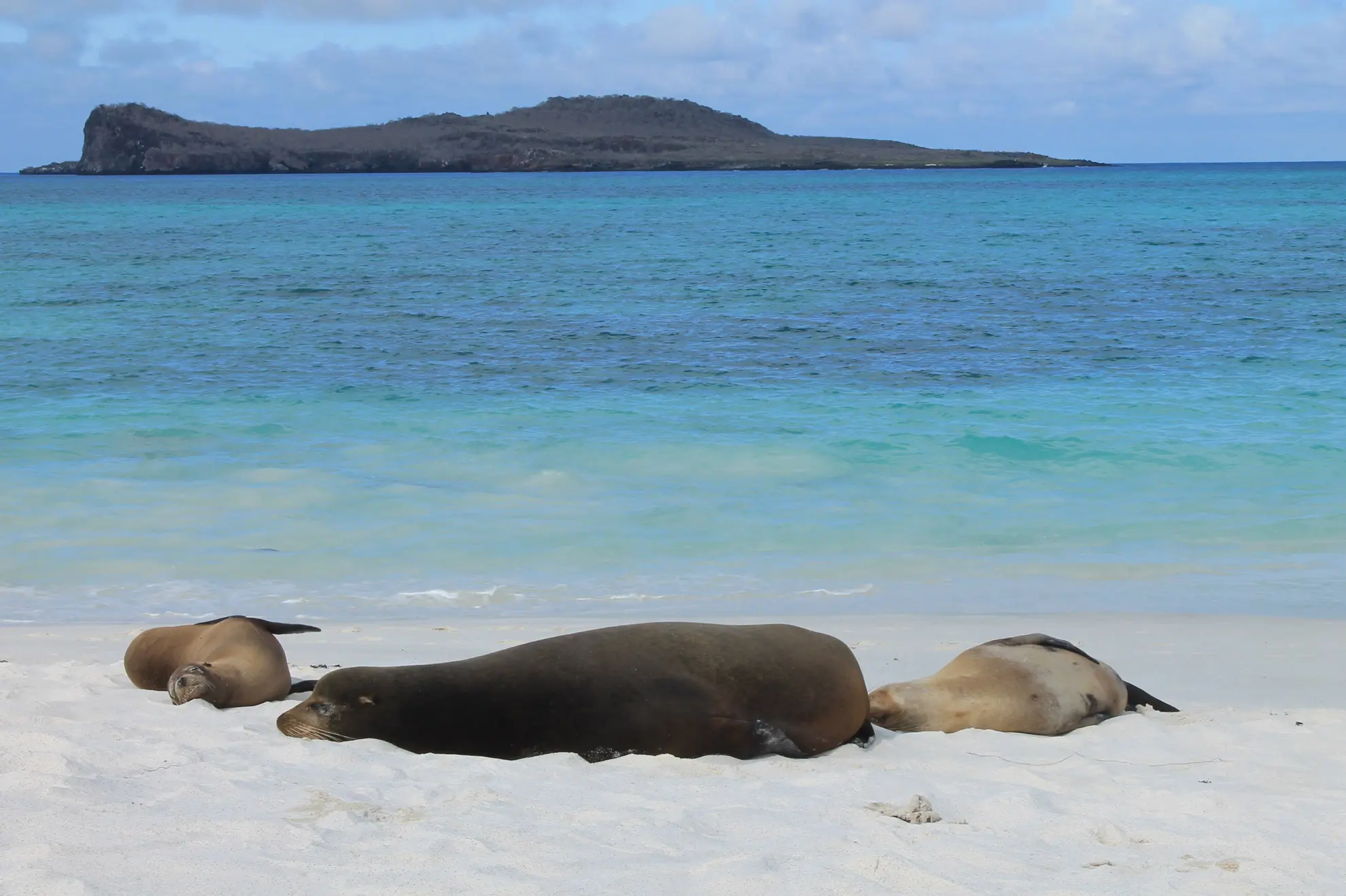 Gardner Bay, Española Insel – Galápagos Archipel
